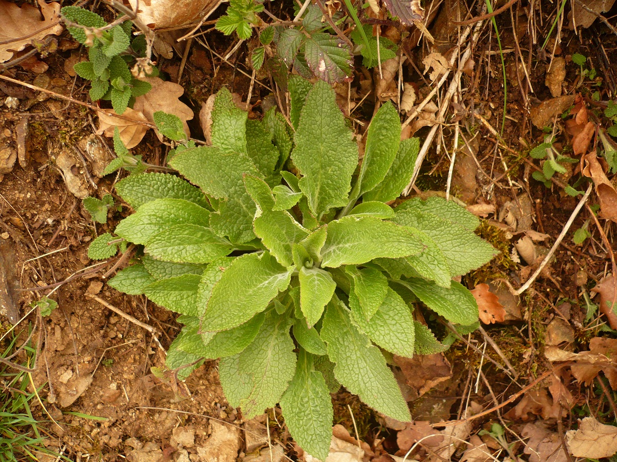 Digitalis purpurea subsp. purpurea (Plantaginaceae)